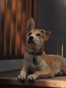dog